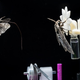 Illustration for article titled Scientist Learns About Moth Brain, Uses Word Crepuscular